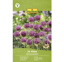 Verpakking met 20 Allium sphaerocephalon bloembollen