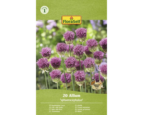 FLORASELF Bloembollen Trommelstok Allium 10 Stuks