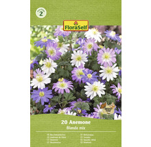 20 Anemonen bloembollen, Blanda mix