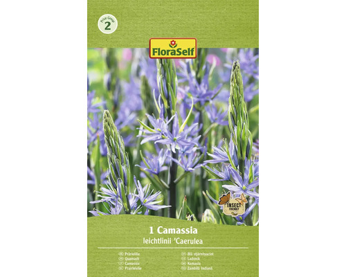 FLORASELF Bloembollen Prairielelie Camassia 20 Stuks