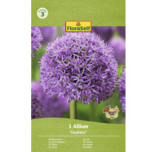Verpakking met één Allium Gladiator bol van FloraSelf