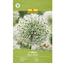 FLORASELF Bloembollen Sierui Allium 1 Stuks