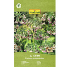 FloraSelf Allium Nectaroscordum siculum verpakking met sierlook bloembollen