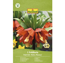 FloraSelf Keizerskroon ''Rubra Maxima'' plantui