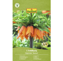 Verpakking van een Fritillaria imperialis Aurora bloembol