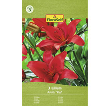 FLORASELF Bloembollen Lelie Lilium 12 Stuks