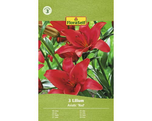 FLORASELF Bloembollen Lelie Lilium 12 Stuks