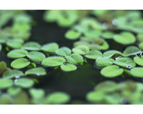 DENNERLE Waterplant Salvinia Minima in pot