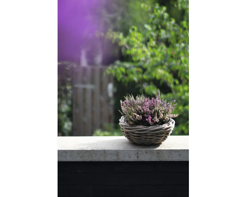 Heideplant in een mand op een stenen muur