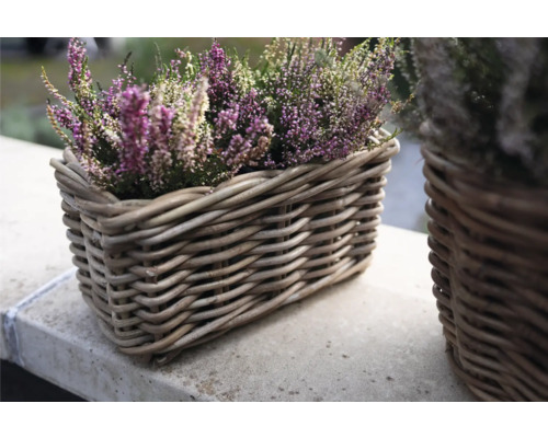 Bloeiende heideplant in een rieten mand