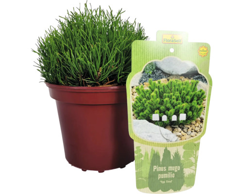 Dwergden ''Pumilio'' in pot