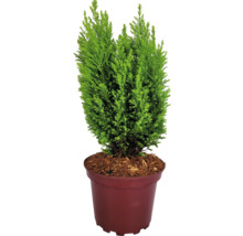 FLORASELF® Dwergcipres Chamaecyparis lawsonianana 'Ellewoodi Goud' potmaat Ø17 cm