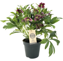 Winterroos in pot met Winter Princess label