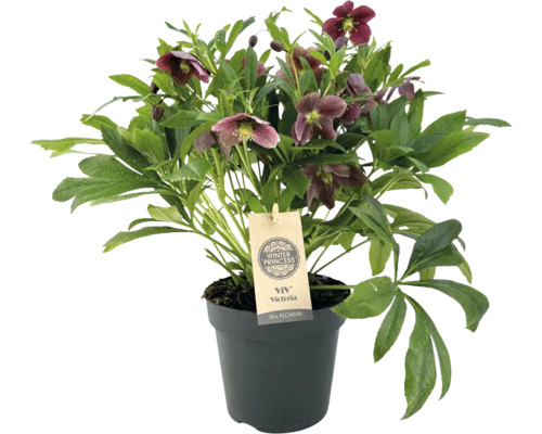 FLORASELF Kerstroos Helleborus x Hybride 'Viv' potmaat Ø 17.0 cm