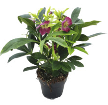 Kerstroos in pot met groene bladeren en rode bloemen