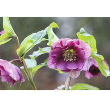 Close-up van een purperen kerstroos met groene bladeren.