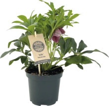 Kerstroos ''Winter Princess'' in pot