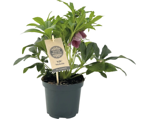 Kerstroos ''Winter Princess'' in pot