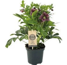 Kerstroos Victoria in pot met meer dan 30 bloemen