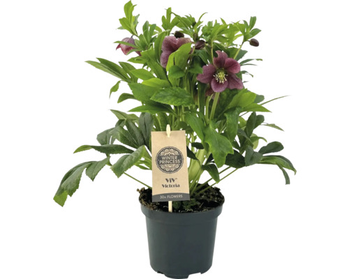 Kerstroos Victoria in pot met meer dan 30 bloemen