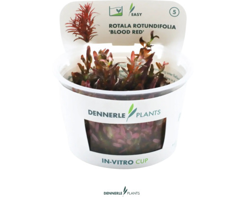 DENNERLE Waterplant Rotala Rotundifolia Blood Red in pot