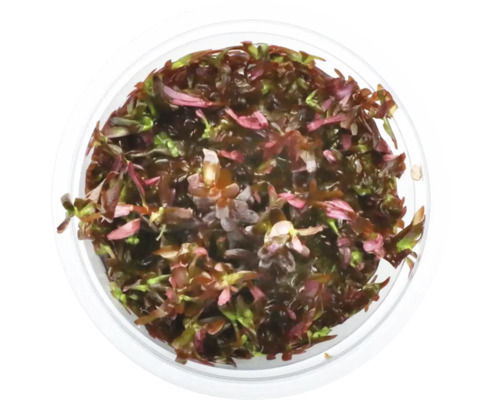 Bovenaanzicht van een Rotala rotundifolia in een pot voor aquaria