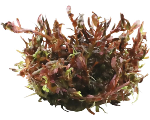 Waterplant als decoratie voor aquaria