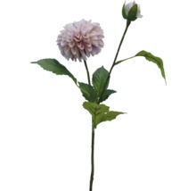Decoratieve dahlia met steel en bladeren
