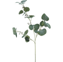 Eucalyptus tak ter decoratie