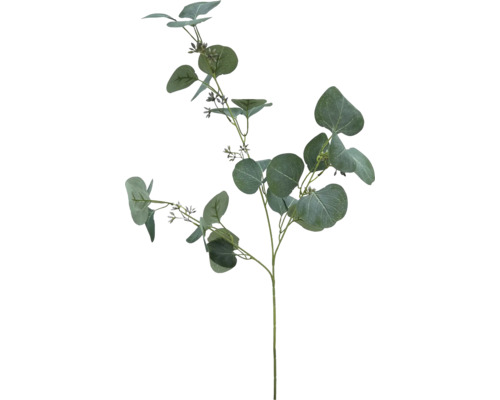 Eucalyptus tak ter decoratie