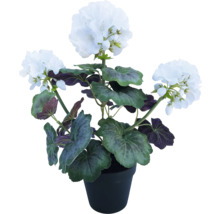 Geranium met witte bloemen in een pot