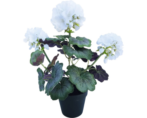 Geranium met witte bloemen in een pot