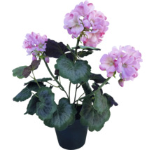 Geranium in pot met paarse bloemen