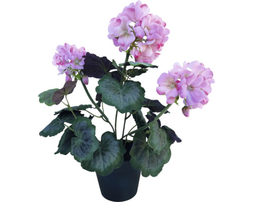 Geranium in pot met paarse bloemen