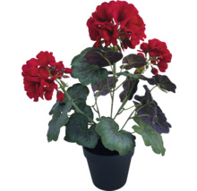 Geranium in pot met rode bloemen