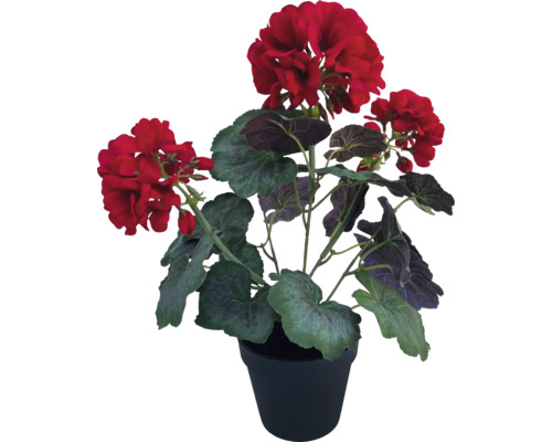 Geranium in pot met rode bloemen