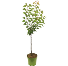 Abrikozenboom in pot voor de tuin