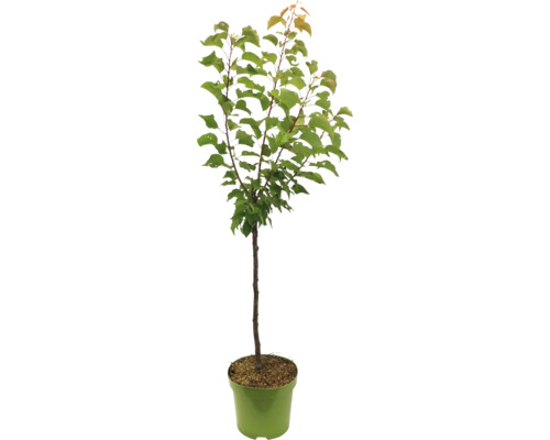 Abrikozenboom in pot voor de tuin