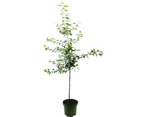 Zuiltjesappelboom in pot