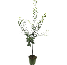 Jonge fruitboom in pot voor de tuin