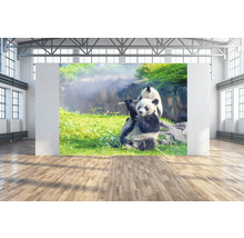 Wandafbeelding met panda''s in een verblijf