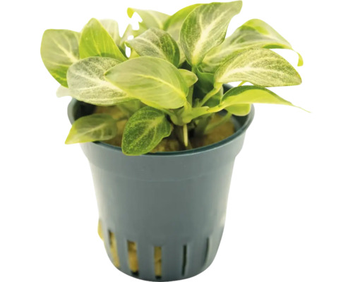 Anubias barteri in pot