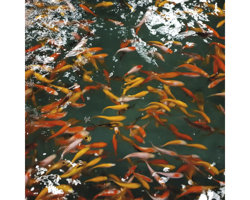 Veel goudvissen zwemmen in de vijver.