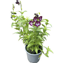 Penstemon in een pot met paarse bloemen