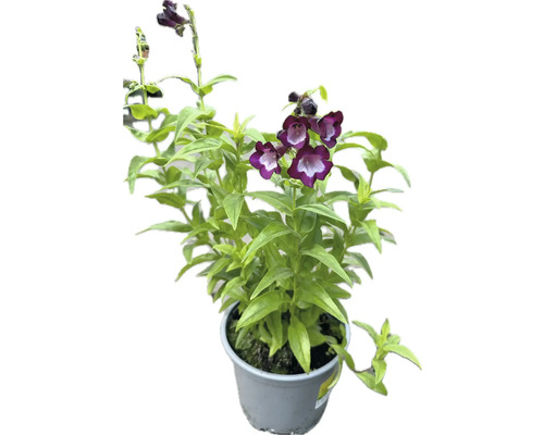 Penstemon in een pot met paarse bloemen