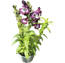 Baarddraad plant in pot