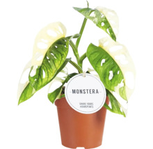 Monstera plant in pot
