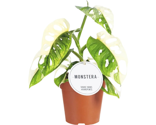 FLORASELF Gatenplant Monstera Adansonii Variegata potmaat Ø 12 cm H 25 cm Monstera plant in pot