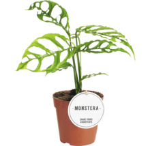 Monstera kamerplant in pot