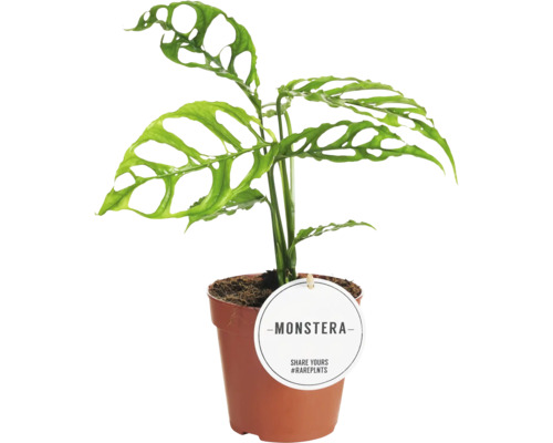 FLORASELF Gatenplant Monstera Obliqua Peru potmaat Ø 12 cm H 25 cm Monstera kamerplant in pot